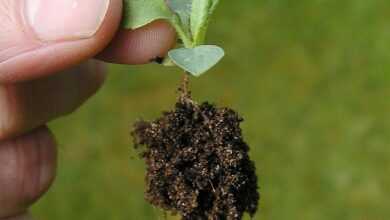 sapling, seedling, leaves