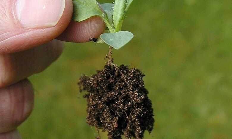 sapling, seedling, leaves