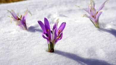 winter flowers, snow, botany