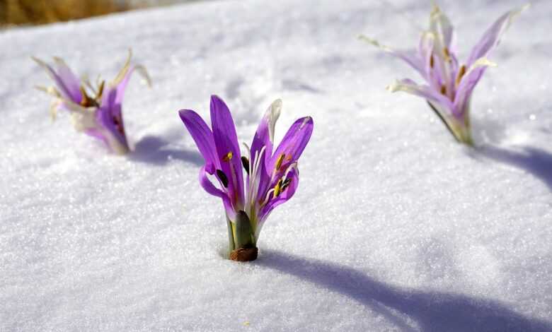 winter flowers, snow, botany