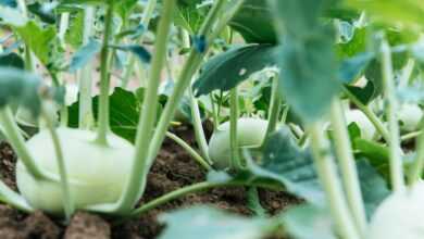 Free stock photo of agriculture, close-up, farm