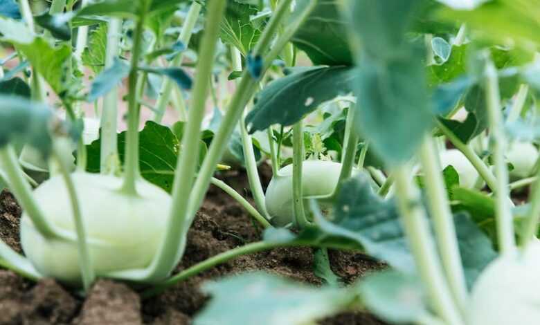 Free stock photo of agriculture, close-up, farm