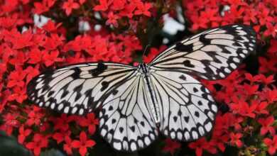 butterfly, flower background, insect