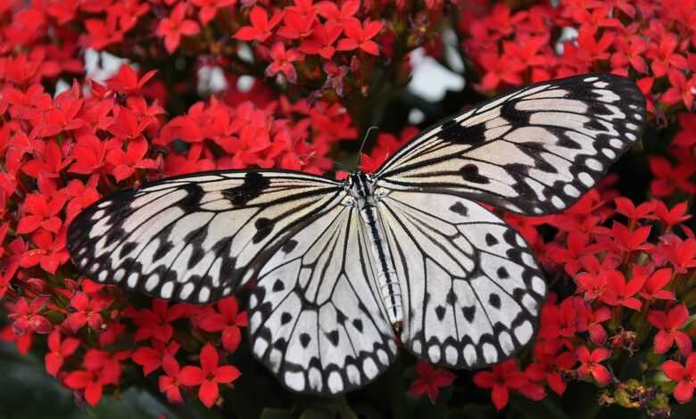 butterfly, flower background, insect