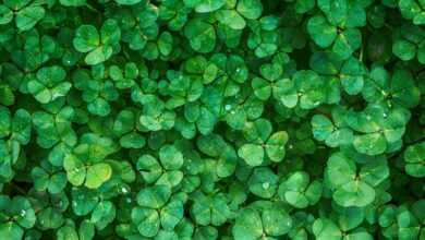 clover, leaves, full hd wallpaper, desktop backgrounds, beautiful wallpaper, green, wallpaper hd, windows wallpaper, laptop wallpaper, hd wallpaper, plants, foliage, green leaves, free background, green foliage, free wallpaper, greenery, lush, wallpaper 4k, cool backgrounds, 4k wallpaper 1920x1080, vegetation, background, 4k wallpaper, nature, mac wallpaper, green background, green plants