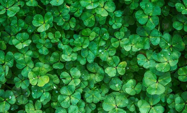 clover, leaves, full hd wallpaper, desktop backgrounds, beautiful wallpaper, green, wallpaper hd, windows wallpaper, laptop wallpaper, hd wallpaper, plants, foliage, green leaves, free background, green foliage, free wallpaper, greenery, lush, wallpaper 4k, cool backgrounds, 4k wallpaper 1920x1080, vegetation, background, 4k wallpaper, nature, mac wallpaper, green background, green plants