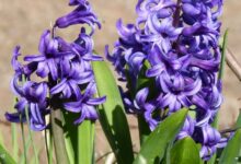 gladioli, spring flowers, barbed wire