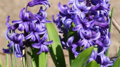 gladioli, spring flowers, barbed wire