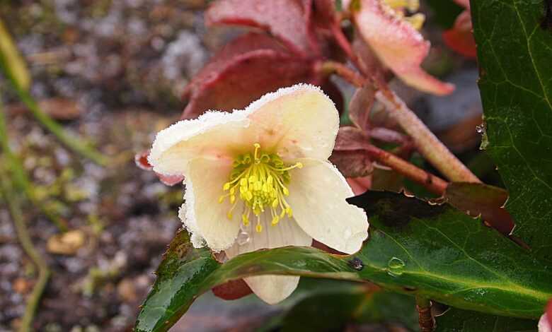 hellebore orientalis, plant, frozen