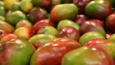 mango, fruit, colorful