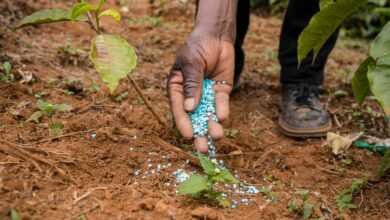 Hand of Man Putting Fertilizer Pellets on Ground