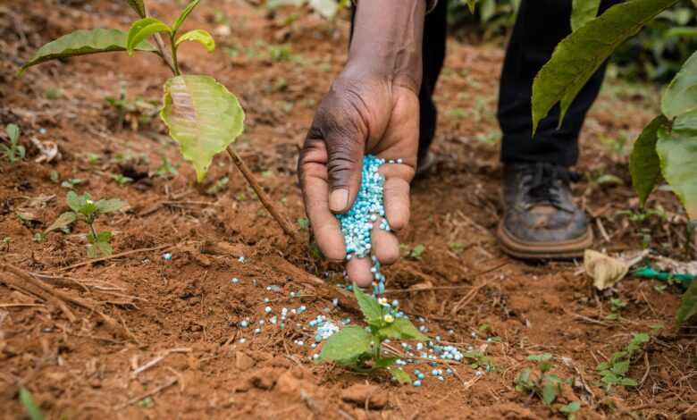 Hand of Man Putting Fertilizer Pellets on Ground