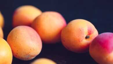 Free stock photo of apricot, arranged, beautiful