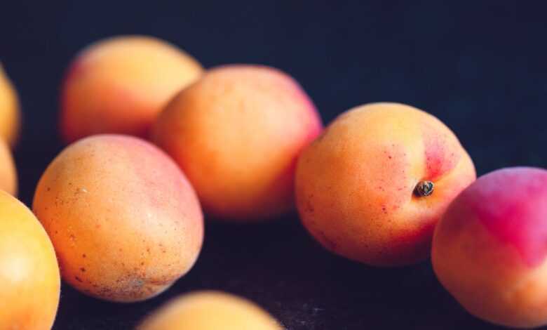 Free stock photo of apricot, arranged, beautiful