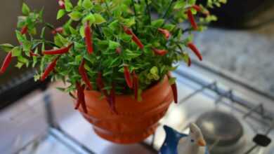 Chilli Pepper on Pot