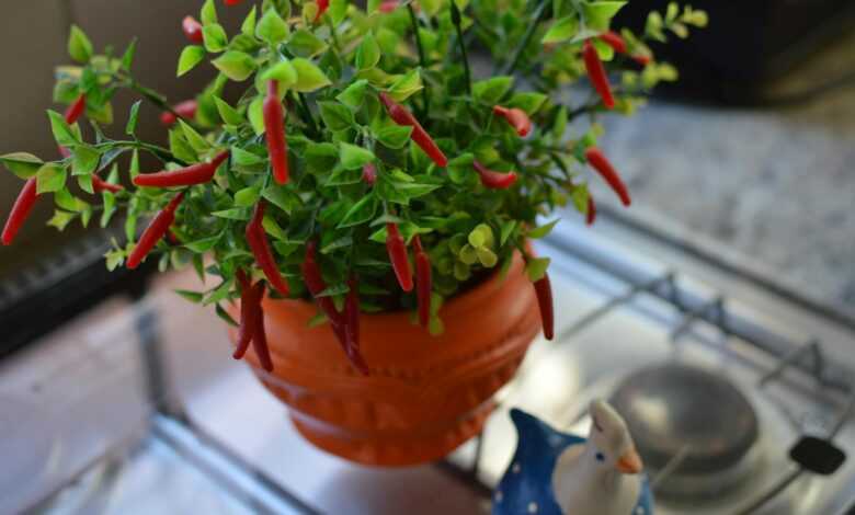 Chilli Pepper on Pot