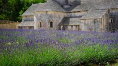 lavender, flower, blossoms