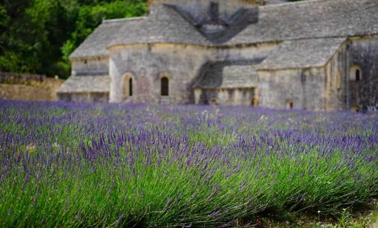 lavender, flower, blossoms