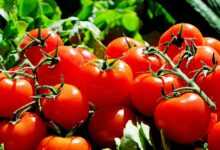 tomatoes, fruit, food