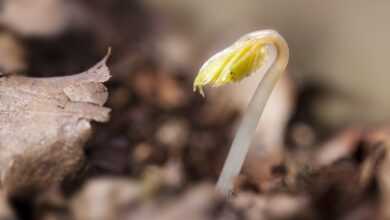 seedling, cotyledons, wildling