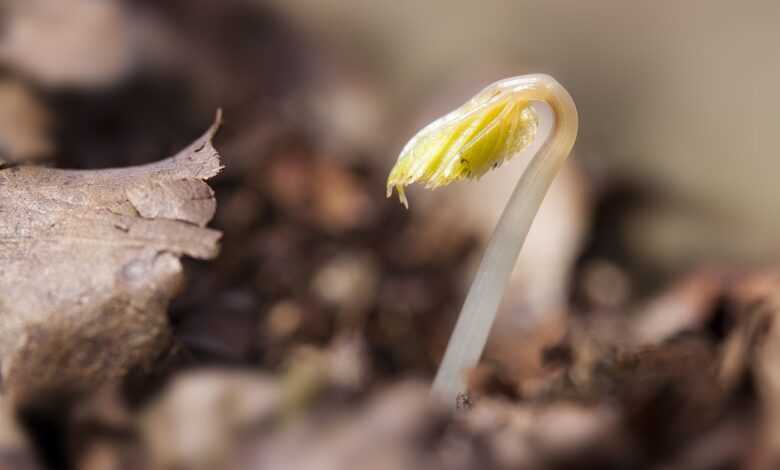 seedling, cotyledons, wildling