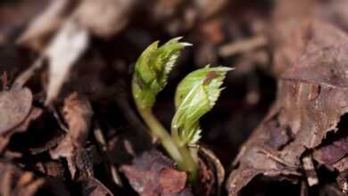 seedling, cotyledons, wildling