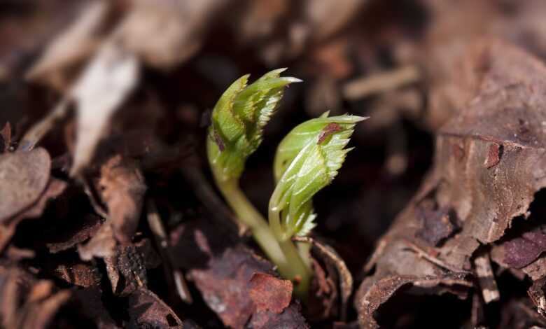 seedling, cotyledons, wildling