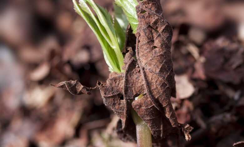 seedling, cotyledons, wildling