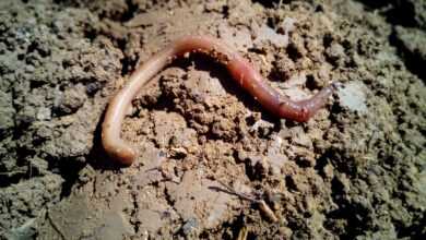 worm, earthworms, earth