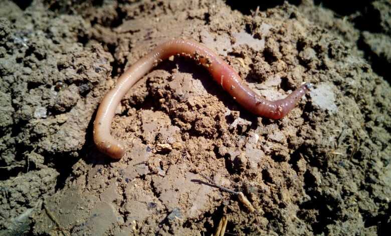 worm, earthworms, earth