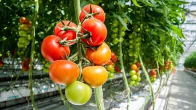 tomato, greenhouse, greenhouse