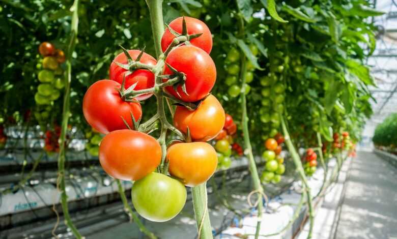 tomato, greenhouse, greenhouse