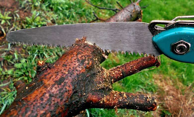 sawing, nature, saw