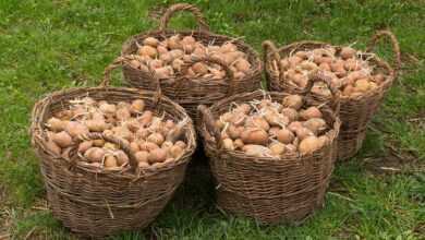 potato, basket, harvest