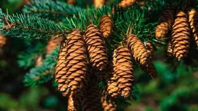 cones, pine, pine tree