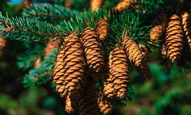 cones, pine, pine tree