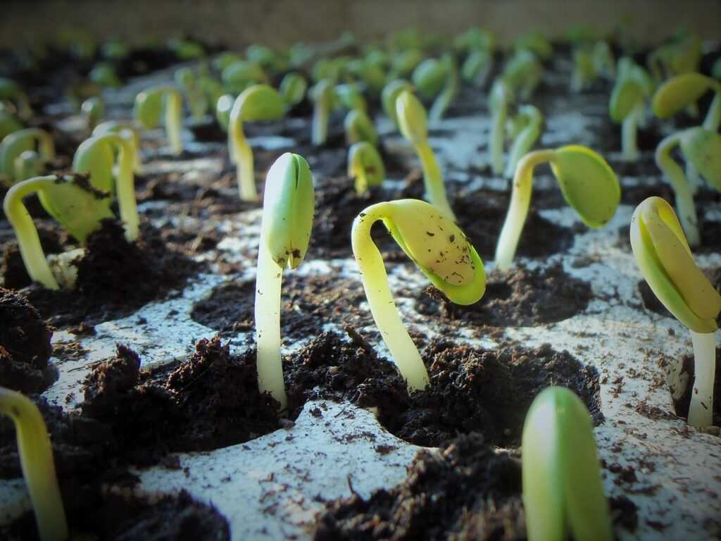 floors, soybean, soy