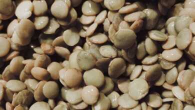 Photo of a Wet Lentil Seeds