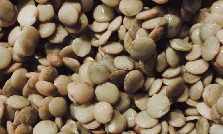 Photo of a Wet Lentil Seeds