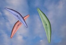 diatom, algae, design, sky, diatomaceous, diatomite, frustule, diatom, diatom, diatom, diatom, diatom