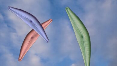 diatom, algae, design, sky, diatomaceous, diatomite, frustule, diatom, diatom, diatom, diatom, diatom