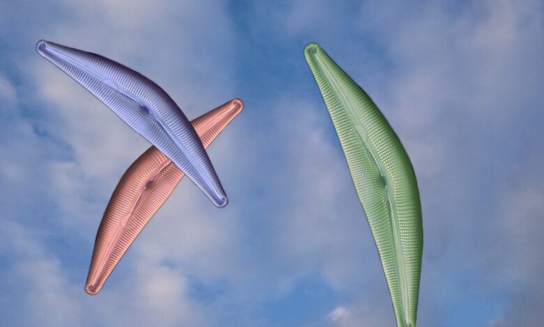 diatom, algae, design, sky, diatomaceous, diatomite, frustule, diatom, diatom, diatom, diatom, diatom