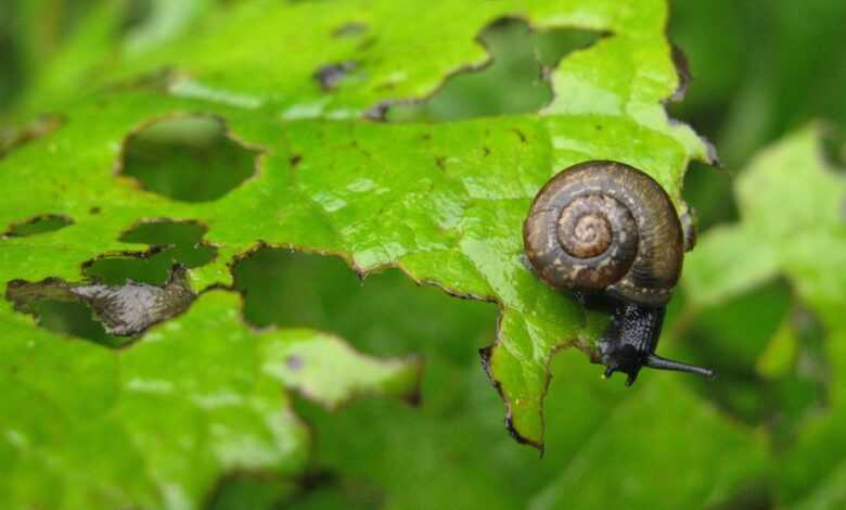 grove, a snail eats a plant, garden pest