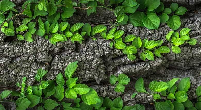 leaves, foliage, trunk