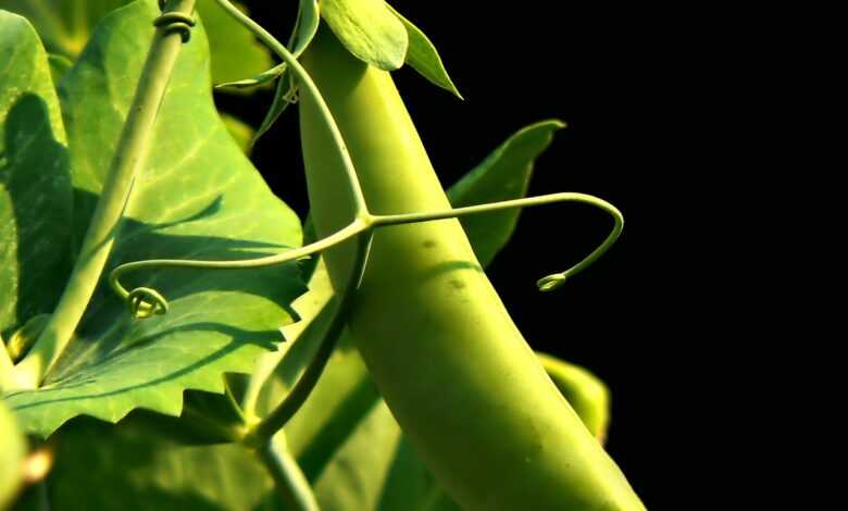 sweet pea, garden, sweet