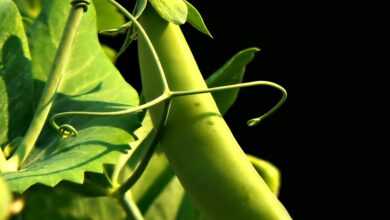 sweet pea, garden, sweet