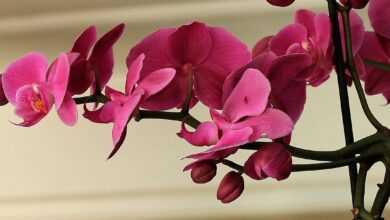 orchid, flower, flower wallpaper