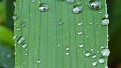 leaf, drops, dew, moisture, detail, dew, moisture, nature, moisture, moisture, moisture, moisture