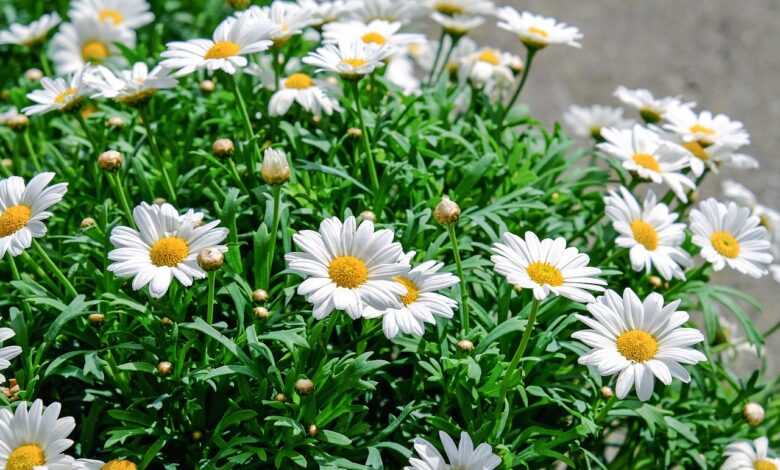 daisies, flowers, bloom