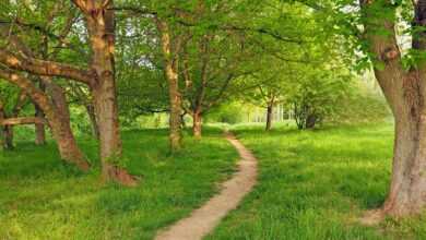 morning grove, ash-maple trees, canadian, forest, grove, ash, maple, path, summer, trees, grass, relaxation, plants, nature, landscape, green, trail, germany, forest path, grove, grove, grove, grove, grove